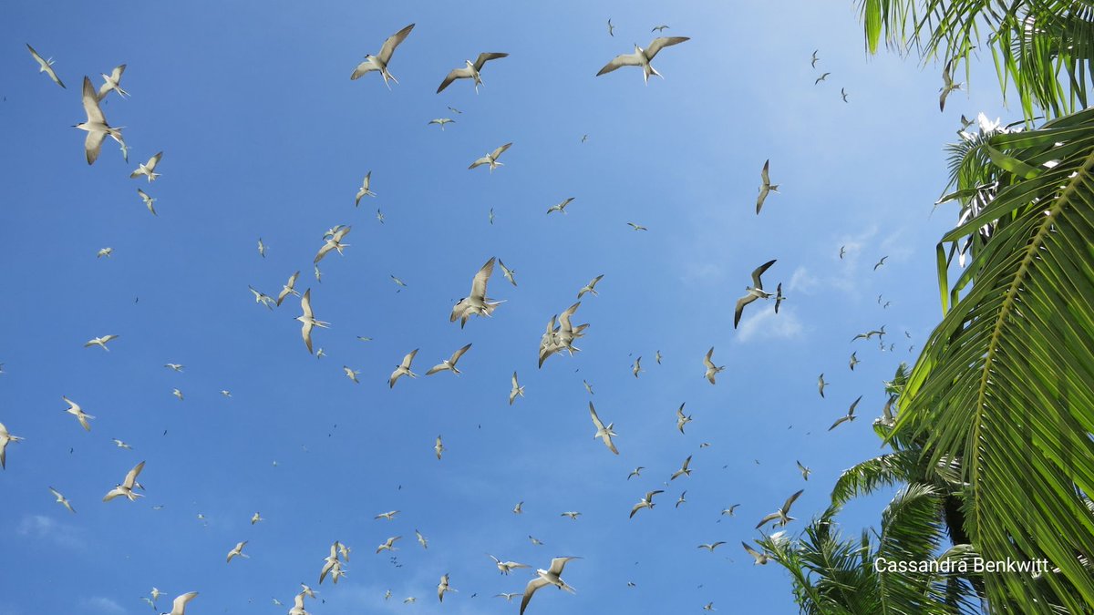 Our @OceanEarthUoS researchers, working with @LancasterUni, have found seabird poo helps some tropical coral reefs to bounce back more quickly than others after damaging #CoralBleaching events. Find our more 👉 brnw.ch/21wF6kp