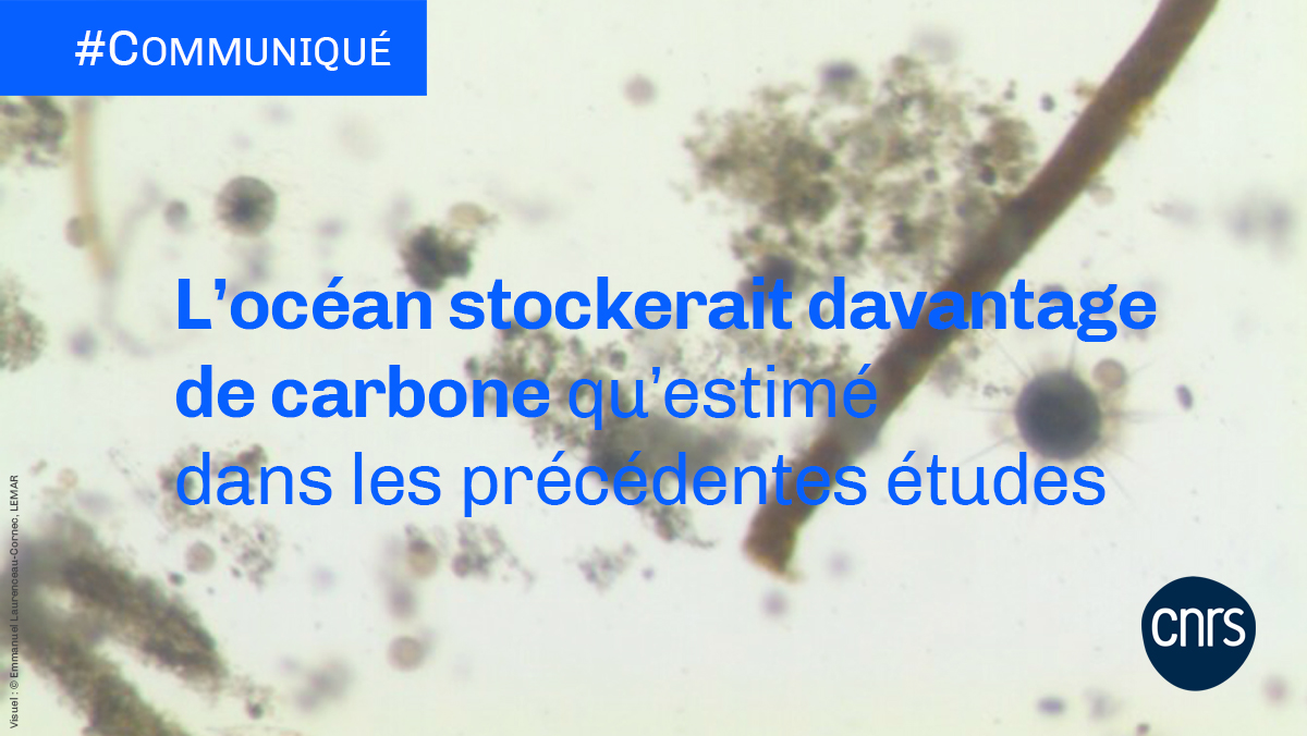 #Communiqué 🗞️ Une étude parue dans @Nature révèle que l'océan a une capacité de stockage du dioxyde de carbone atmosphérique près de 20%  supérieure aux estimations présentées dans le dernier rapport du #GIEC.  

#CNRSocean

➡️ cnrs.fr/fr/presse/loce…