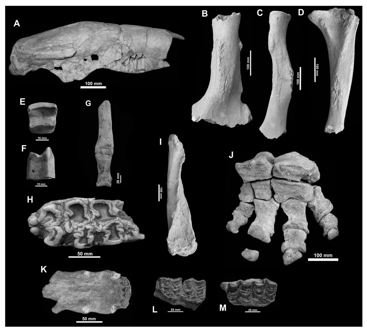 Quaternary_MDPI's tweet photo. 🦴A new paper is calling for your attention!
#Quaternary #Mammals from Central-Western #Argentina in the #Stratigraphic Context of Southern South #America
👥By Esperanza Cerdeño et al. @unlcmerlo
#openaccess
🔗https://t.co/4hx3qiW8QC
#stratigraphy #macromammals #Pleistocene https://t.co/MTtWK7mZLi