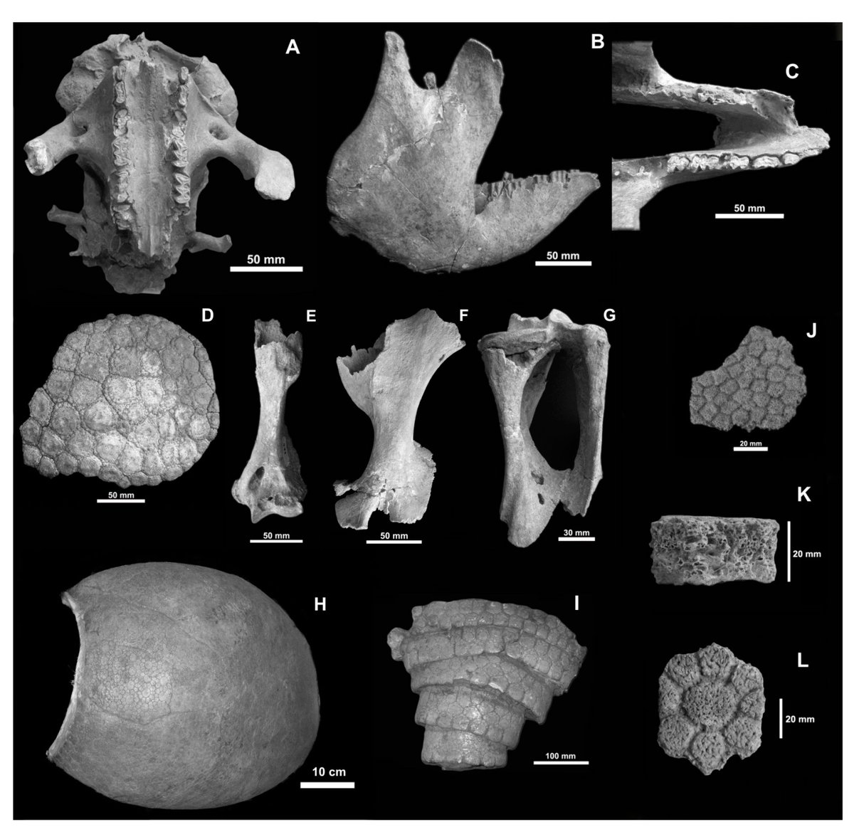 Quaternary_MDPI's tweet photo. 🦴A new paper is calling for your attention!
#Quaternary #Mammals from Central-Western #Argentina in the #Stratigraphic Context of Southern South #America
👥By Esperanza Cerdeño et al. @unlcmerlo
#openaccess
🔗https://t.co/4hx3qiW8QC
#stratigraphy #macromammals #Pleistocene https://t.co/MTtWK7mZLi
