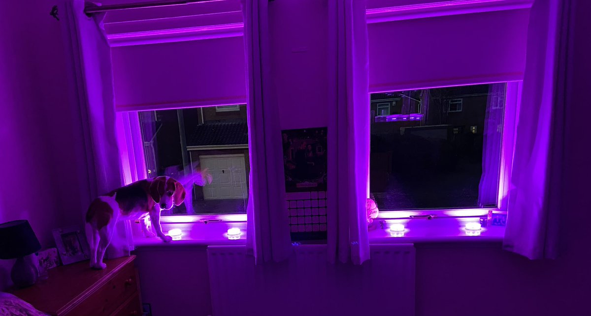 WalPoll's tweet photo. @HumansNoContext Our Beagle Sunny looking through our bedroom windows https://t.co/N4nrjWcOCb