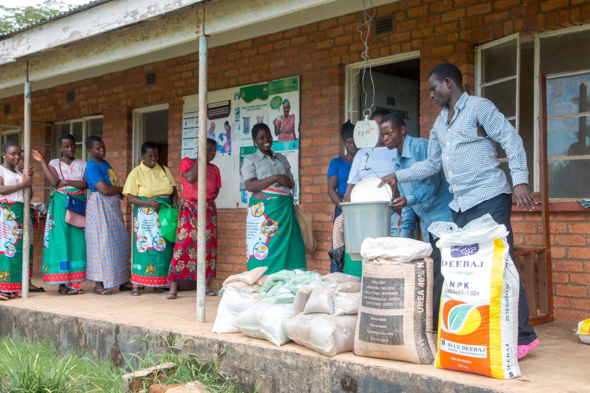 FAOMalawi's tweet photo. #KULIMA #Afikepo
Both #KULIMA &amp;  #Afikepo programmes supported care groups &amp; farmers with farm inputs for demonstration plots. 

The demonstration plots provided onsite practical training to farmers through community based facilitators and master trainers 
@MalawiGovt @EUinMalawi https://t.co/rKc9hHfklL