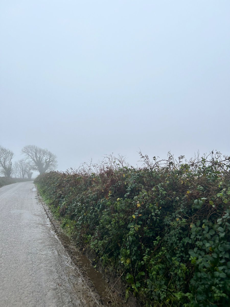 thepenwren's tweet photo. Just another glorious morning in Wexico! Happy Thursday all ☔️ https://t.co/8Cj3NXl2O8