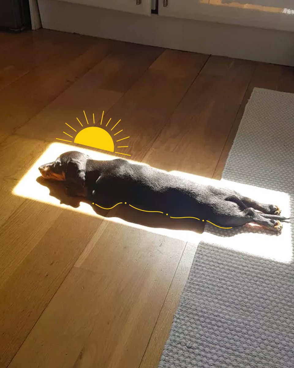Oh, to be a little dog laying in the sun 🤤
#gerekeniyap