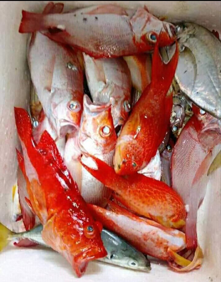 Abil_Ibil's tweet photo. Selasa 05/12/23,Abdul Yusup Tiapon,Luhkan Kab Halmahera Tengah, dengan bpk Suratmi Laara kelompok Rawa manggrof Desa Loleo, Hasil tangkap ikan Kakap merah kristal 3kg, ikan Kerapu merah 2.5kg, ikan bobara 1.5 kg #GiatLuhkanSatminkalAmbon
#LuhLapor #Halteng @BP3_Ambon https://t.co/GbjrfeZgkg