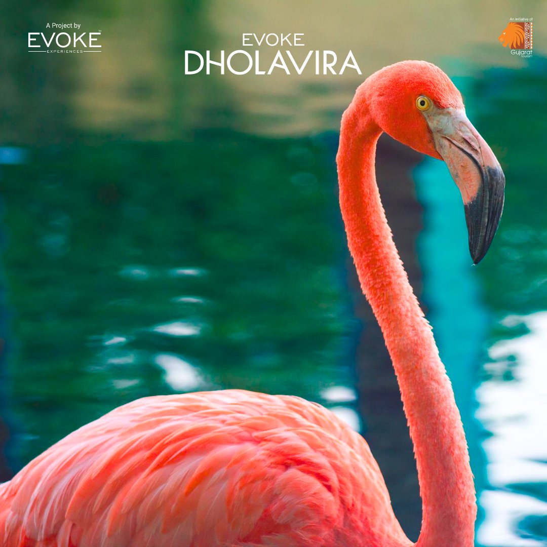 Behold the wetlands transforming into a gallery of elegance, where flamingos act as nature's living brushes, painting the sky with graceful strokes. 

#EvokeDholavira #FlamingoGallery #WetlandWonders #NatureArtistry #SkyPaintedByFlamingos #EleganceInTheWild #WetlandBeauty