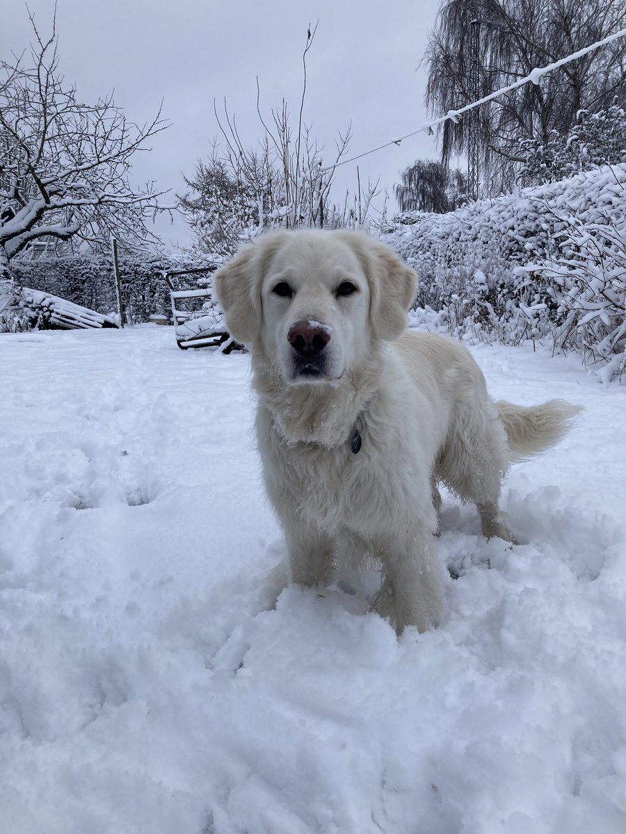 NevinPevin's tweet image. Vi er altså vilde med sneen …
#nordjylland