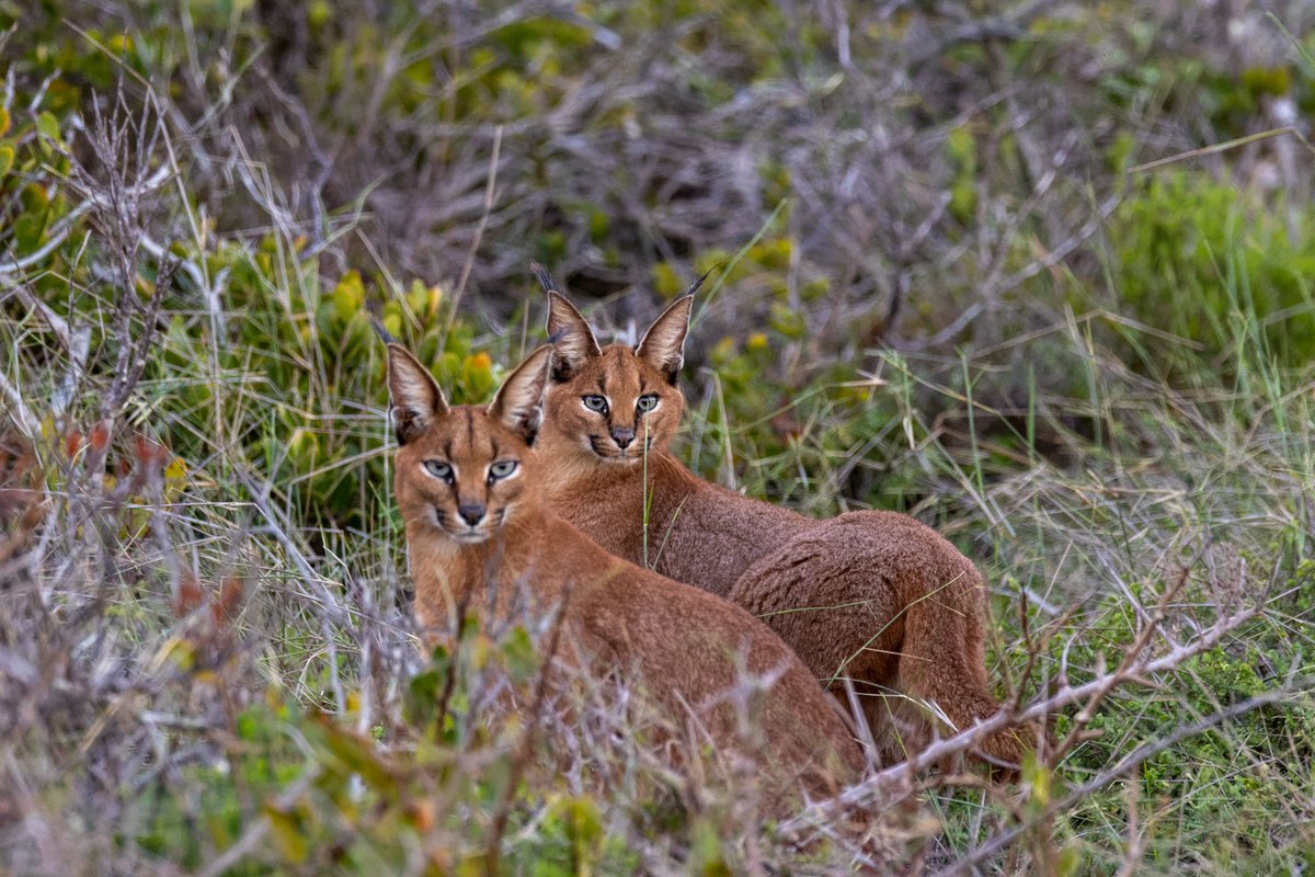 📣 New OA article in Nature Scientific Reports! 📣 nature.com/articles/s4159… Excited to share our latest paper exploring broad-scale trophic ecology of #caracals with increasing human pressure using #StableIsotopeAnalysis 🐱🏙️ @urbancaracal @LaurelSerieys @BioSciUCT @Rhodes_Uni