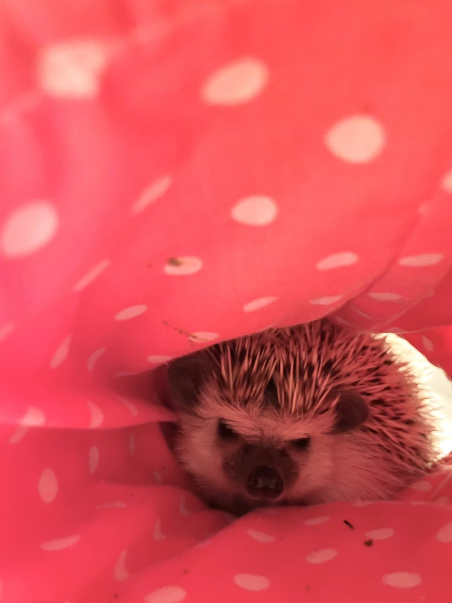 BLACKBEAN_hog's tweet photo. 들어가서 자라고 https://t.co/OeTfDfD9OE