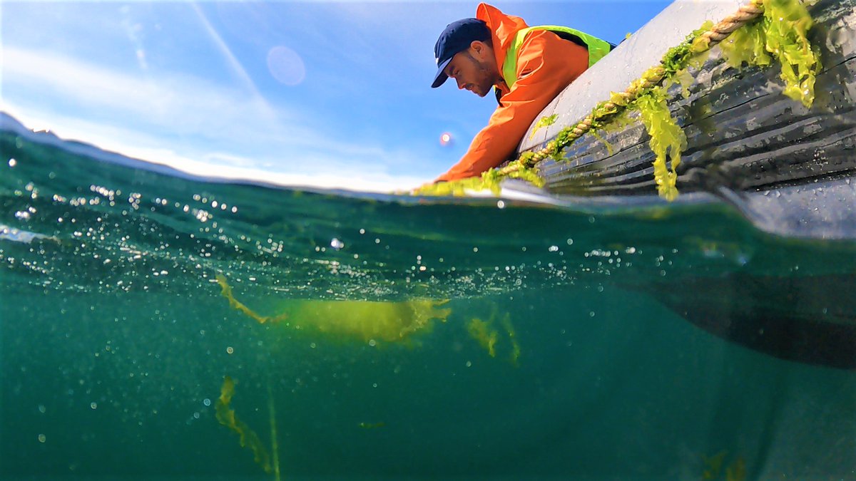 A new thesis by @KStedt @goteborgsuni shows that the protein content of the #seaweed sea lettuce can be increased to the same level as #soybeans. t.ly/hVj8X #BlueEconomy #seaweed #futurefood #algae