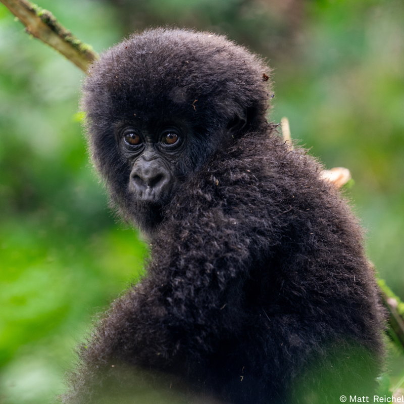 gorillacd's tweet photo. This holiday season, we've made supporting our cause even easier. You can now donate using card, PayPal, crypto, stocks, bank transfer or donor advised funds.

Your contribution creates a real impact: https://t.co/mrdJ6iRzXN

#ImpactfulGiving #CryptoForGood #StocksForChange #DAFD