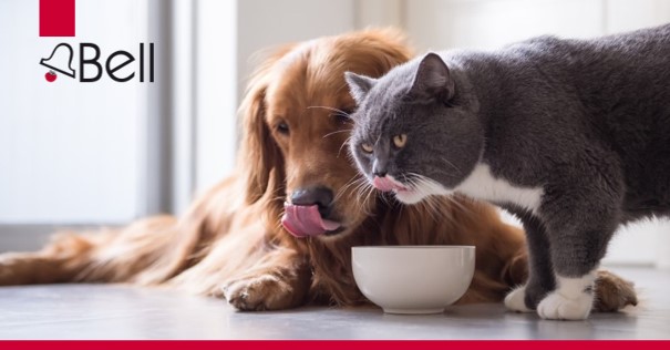 Bell constantly seeks to create market-oriented #petfood flavours and therefore proudly presents an updated #flavour catalogue. Benefit from our regulatory experience combined with market knowledge and let´s develop tasty pet food products of the future! #GetInTouchWithTaste