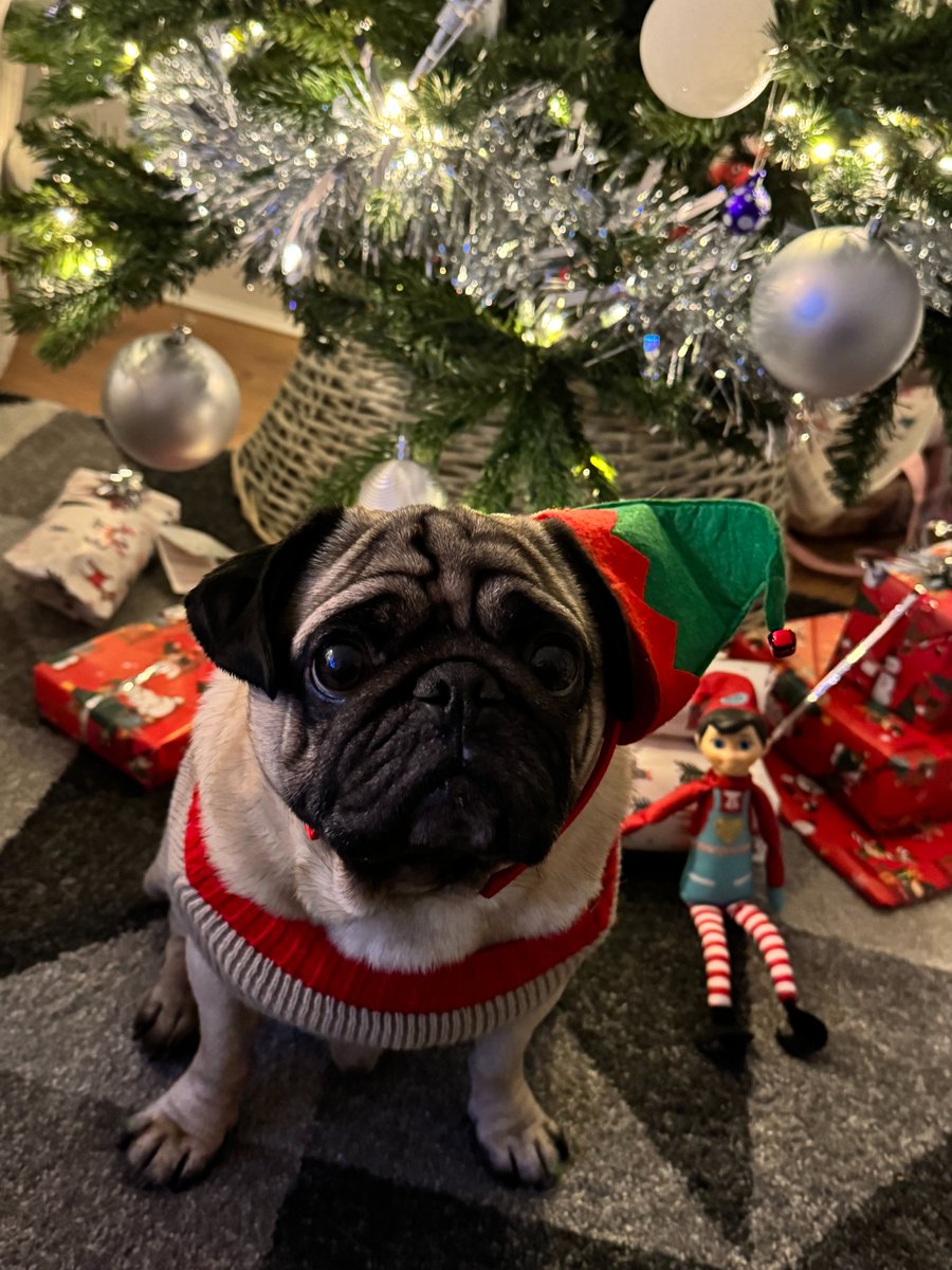 TIGERS_UK's tweet photo. Christmas Kindness Calendar Day 10 🎅

Our team have been sharing their pets outfits, Yogi, Koda, Gin &amp; Yan are ready for Christmas! 

#SpreadingKindness https://t.co/xInw12g55c