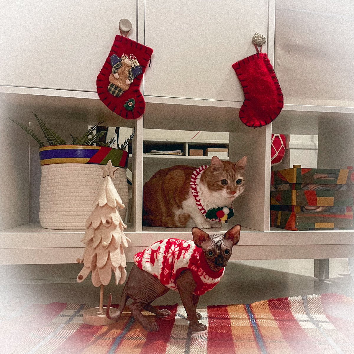 TIGERS_UK's tweet photo. Christmas Kindness Calendar Day 10 🎅

Our team have been sharing their pets outfits, Yogi, Koda, Gin &amp; Yan are ready for Christmas! 

#SpreadingKindness https://t.co/xInw12g55c