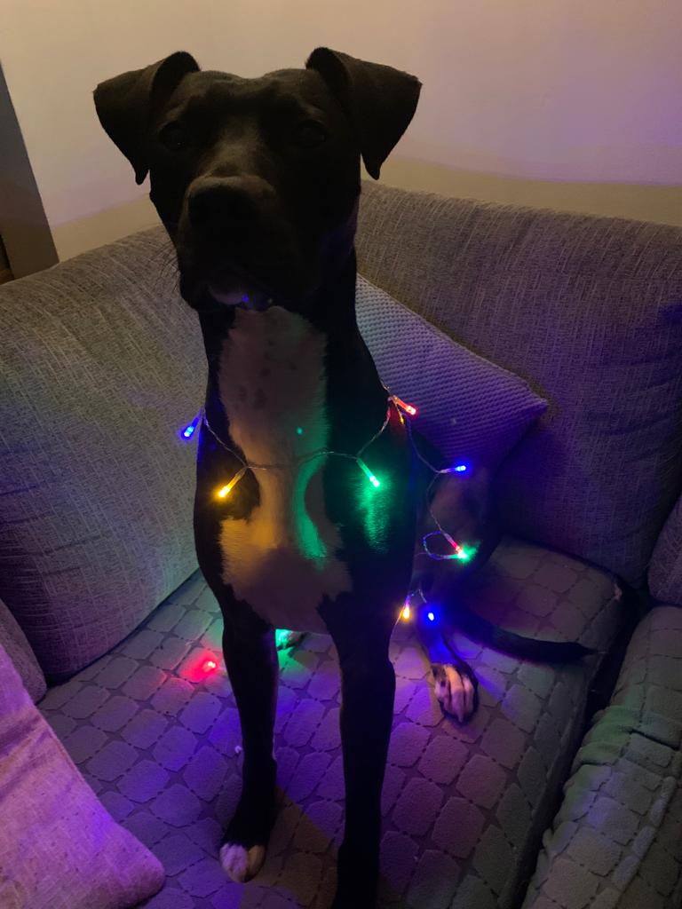 TIGERS_UK's tweet photo. Christmas Kindness Calendar Day 10 🎅

Our team have been sharing their pets outfits, Yogi, Koda, Gin &amp; Yan are ready for Christmas! 

#SpreadingKindness https://t.co/xInw12g55c