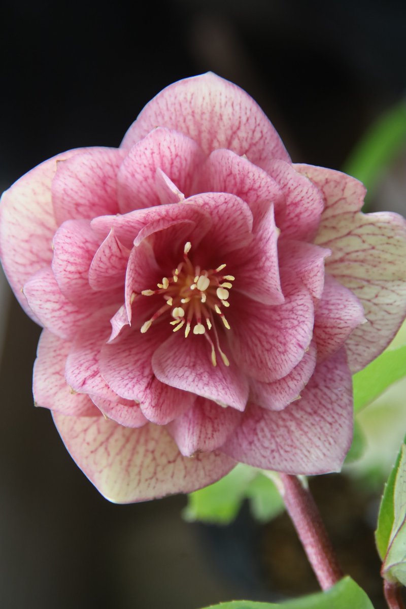 Hellebore 😘