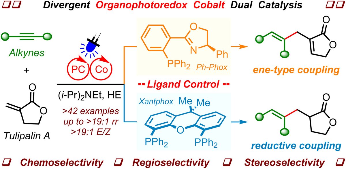 Back cover of Issue 24 showcases research from Hu He, Ji-Bao Xia et al.: 'Regio- and stereoselective divergent cross-coupling of alkynes and disubstituted alkenes via photoredox cobalt dual catalysis' 🔓#OpenAccess 🔗doi.org/10.1039/D3QO01…