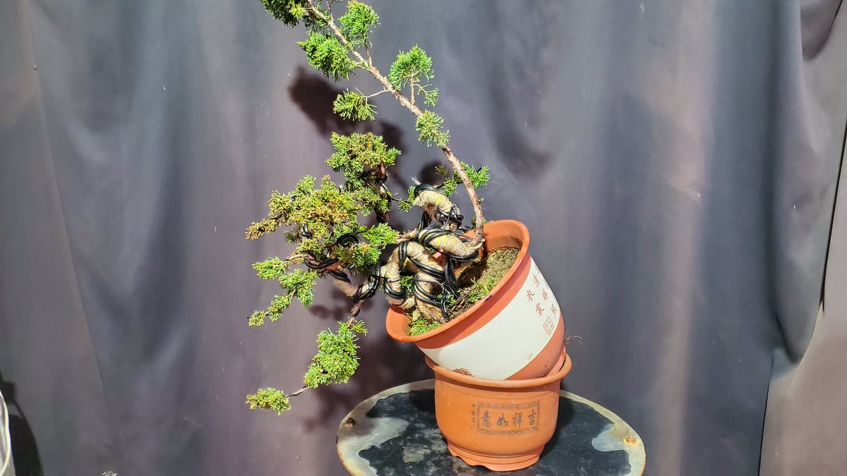 Jasonch45977478's tweet photo. Three freshly made bonsai trees, with two main trunks like this, seem to be very impressive if they can be coordinated well.😗😗
Then, the rest is left to time.⏳️⏳️⏳️ https://t.co/xa9FJArtQ8
