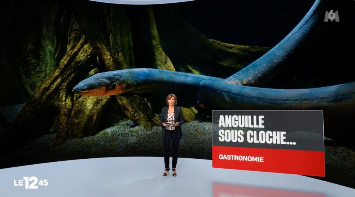 Ethic Ocean (@ethic_ocean) on Twitter photo ESPÈCE EN DANGER CRITIQUE D'EXTINCTION
#CarolinedeJUGLART <a href="/M6/">M6</a>
#mathieuguibert #macedidier <a href="/ElisabethVallet/">vallet elisabeth</a>
@relaischateaux <a href="/GHR_Paris_Idf/">GHR Paris IdF</a> <a href="/LE_RESEAU_TDF/">Les Traiteurs de France</a> #eurotoquesbelgique #AnguilleNonMerci
<a href="/HerveBerville/">Hervé Berville</a> <a href="/EricBanel/">BANEL Eric</a> <a href="/MFesneau/">Marc Fesneau</a>
<a href="/sarahelhairy/">Sarah EL HAÏRY</a> <a href="/ChristopheBechu/">Christophe Béchu</a> <a href="/VSinkevicius/">Virginijus Sinkevičius</a> ESPÈCE EN DANGER CRITIQUE D'EXTINCTION
#CarolinedeJUGLART <a href="/M6/">M6</a>
#mathieuguibert #macedidier <a href="/ElisabethVallet/">vallet elisabeth</a>
@relaischateaux <a href="/GHR_Paris_Idf/">GHR Paris IdF</a> <a href="/LE_RESEAU_TDF/">Les Traiteurs de France</a> #eurotoquesbelgique #AnguilleNonMerci
<a href="/HerveBerville/">Hervé Berville</a> <a href="/EricBanel/">BANEL Eric</a> <a href="/MFesneau/">Marc Fesneau</a>
<a href="/sarahelhairy/">Sarah EL HAÏRY</a> <a href="/ChristopheBechu/">Christophe Béchu</a> <a href="/VSinkevicius/">Virginijus Sinkevičius</a>