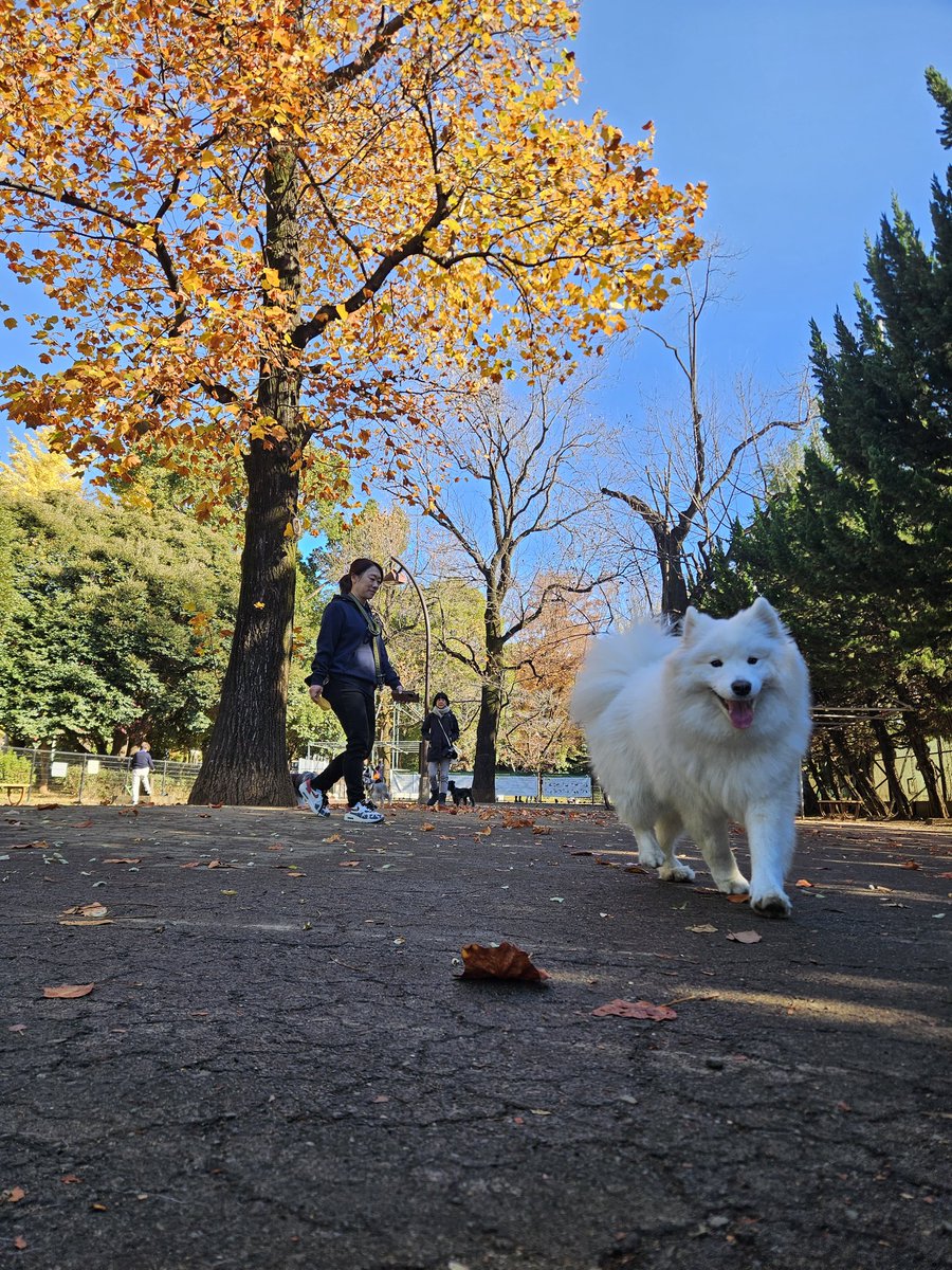 ごきげん！
#サモエド 
#サモエドポーラ
#samoyed