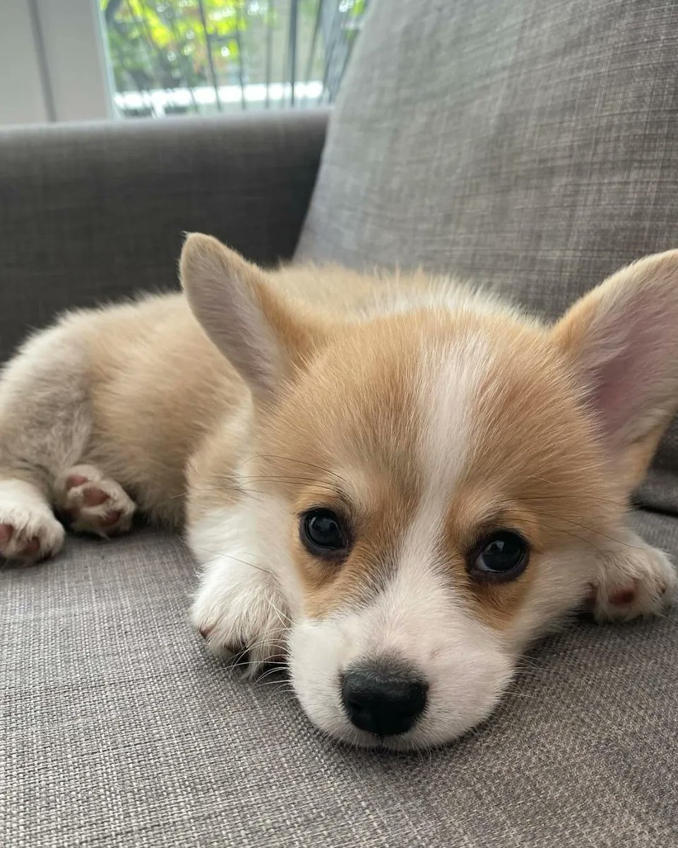 corgiloverc's tweet image. Perfect Photo❤️
#corgi #corgilover