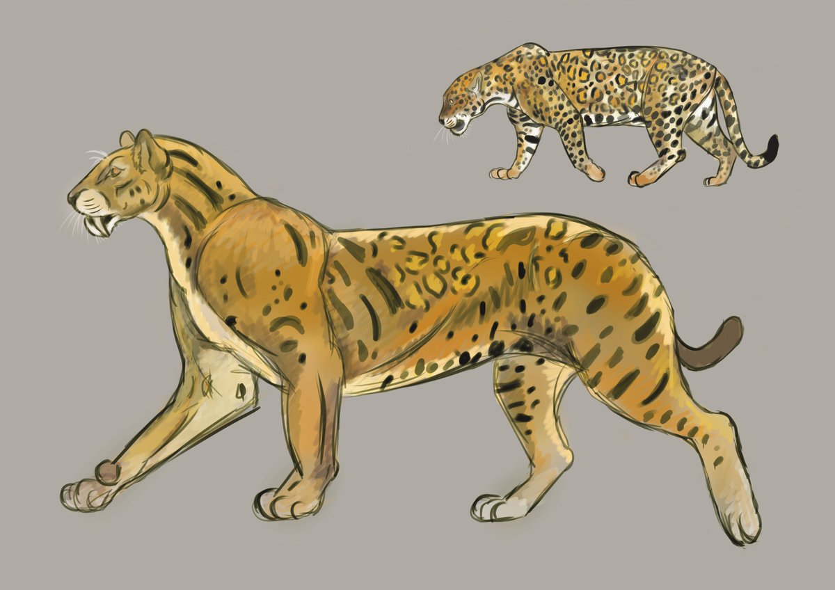 AndrewHanck's tweet photo. Megantereon and it's modern big cat analog P.onca
#sabertooths #megantereoncultridens #carnivora #felids #mypaleoart #intheworks #jaguar #hunters M.cultridens reconstruction, based on the mounted skeleton from the Natural History Museum in Basel. https://t.co/Lfz5UdkJnd