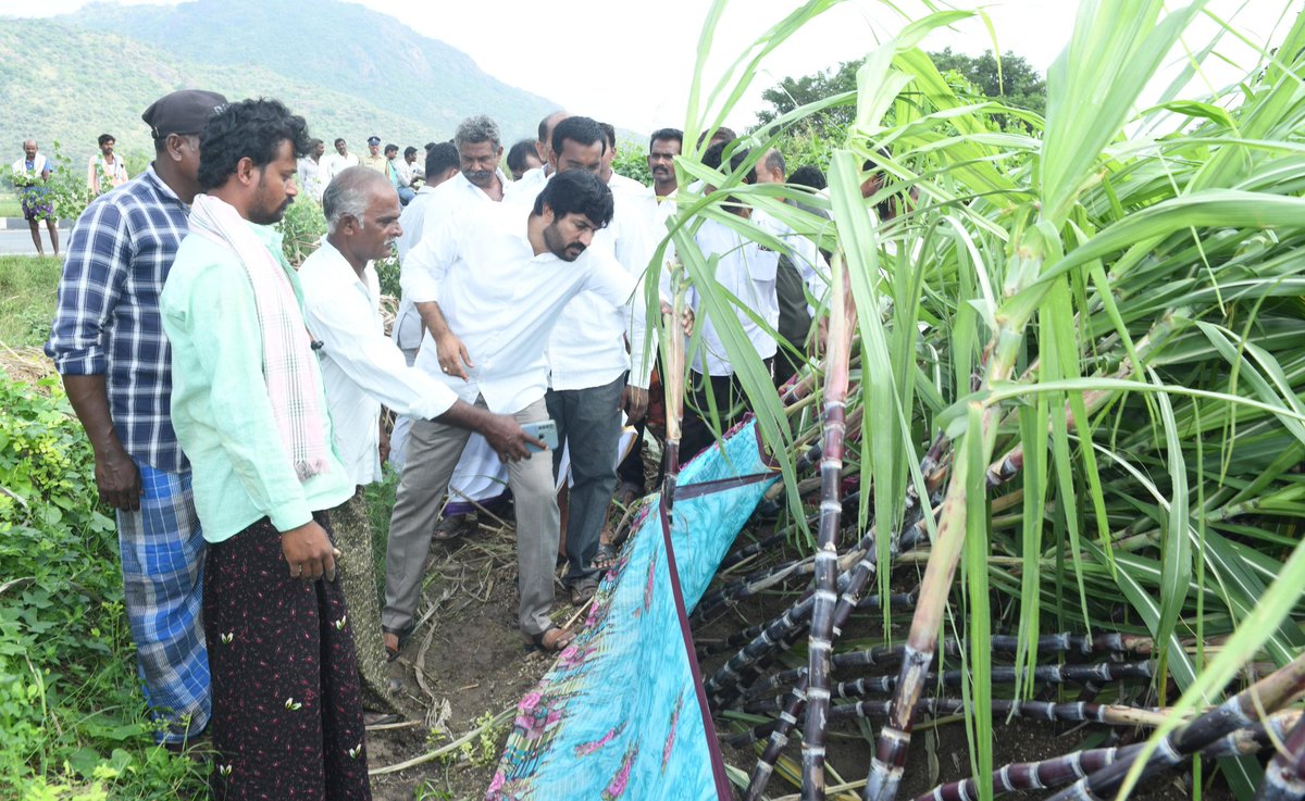 KCBachina's tweet photo. 👉మిచాంగ్ తుఫాను ప్రభావంతో కురిసిన భారీ వర్షాలకు అద్దంకి నియోజకవర్గంలోని సంతమగులూరు మండలంలోని కొమ్మలపాడు,సజ్జాపురం గ్రామాల్లో మరియు బల్లికురవ మండలంలోని S. L గుడిపాడు, కొప్పెరపాడు గ్రామాల్లో దెబ్బతిన్న వరి, చెరుకు, మొక్కజొన్న, అరటి పంటలను పరిశీలించి (1/3) https://t.co/ZBJF50anIj
