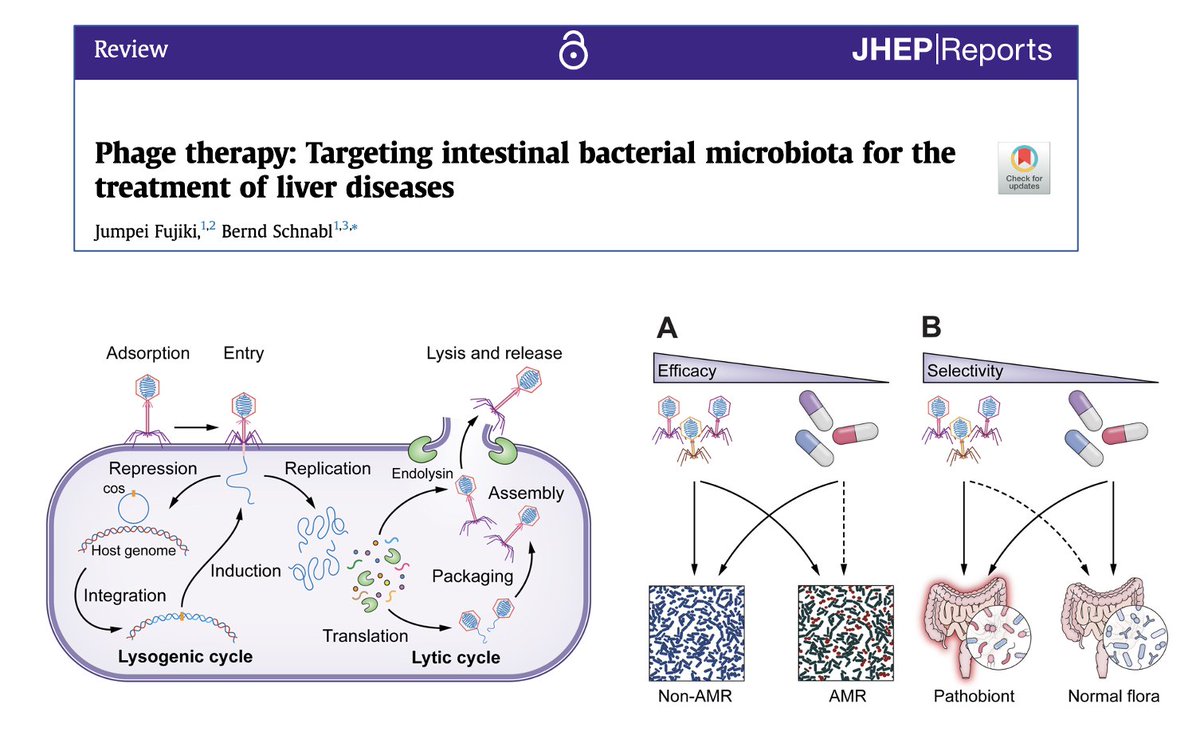 PHAGE THERAPY is a novel and selective method to selectively target microbiota with enormous therapeutic potential. The leader in this field @Bernd_Schnabl explains it in this beautiful review. @EASLedu @JHEP_Reports #MedTwitter #livertwitter shorturl.at/dyzHY