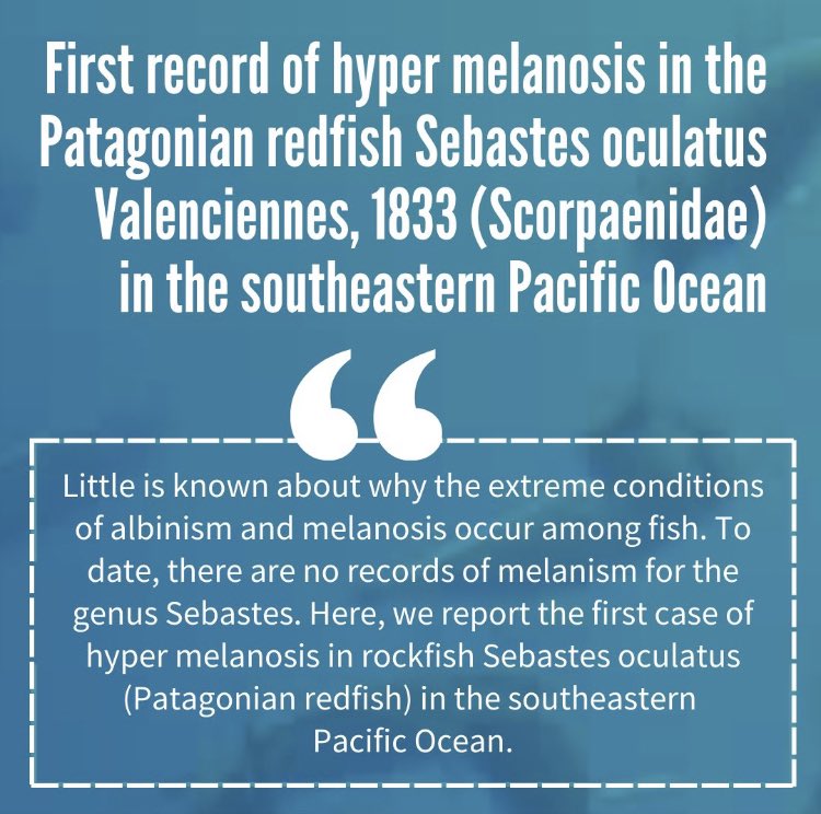 RevistaLajar's tweet photo. 👉🏼 We share that the measurements led us to conclude that the specimen was a black #Sebastes #oculatus with a rare #melanosis condition. […] we infer that this melanosis case was caused by #geneticheritage or some #intergenetic #hybridization.

🔗https://t.co/JJQLn4MBkX https://t.co/iSOqMO0yDr