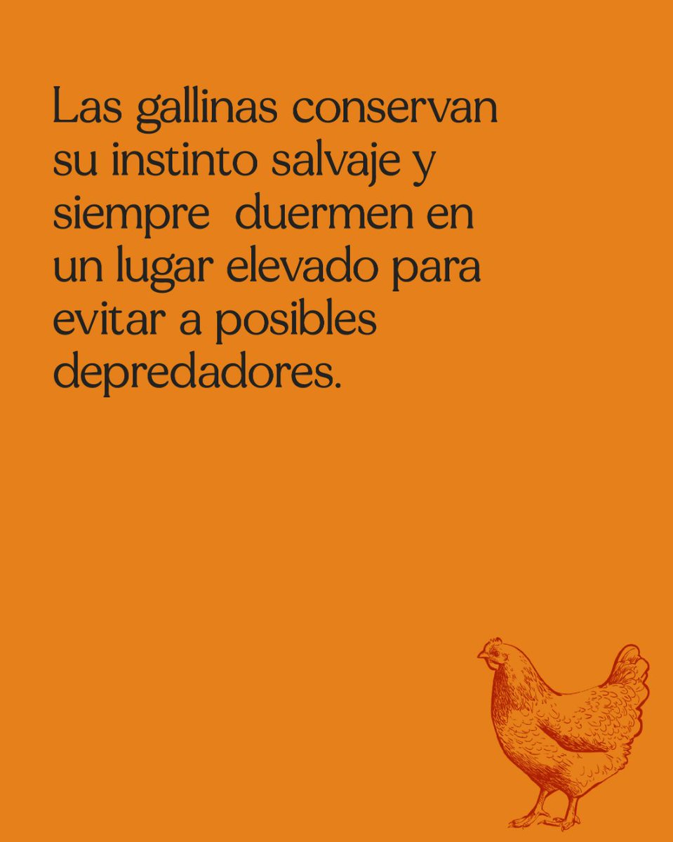 Dormir sí, pero sin bajar la guardia👀

Las gallinas suelen dormir en un lugar alto para protegerse de los depredadores. Aunque en nuestra granja no los haya, ellas no puede evitar mantener su instinto salvaje 

#gallina #campomayor #huevoscampomayor #granjacampomayor