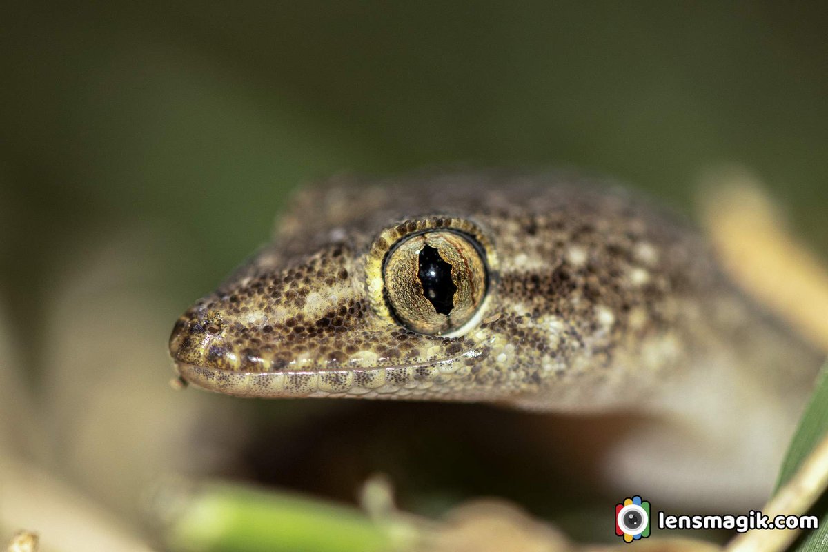 Leaf Toed Gecko bit.ly/3hgbdOL Lizards #leaftoedgocko #geckolizard #lizard #endangeredlizards #wildlifegujarat #serpents #coldbloodlizards #endamiclizards #aboutleaftoedgeckolizard #wildlifephotography #lizardeyephoto