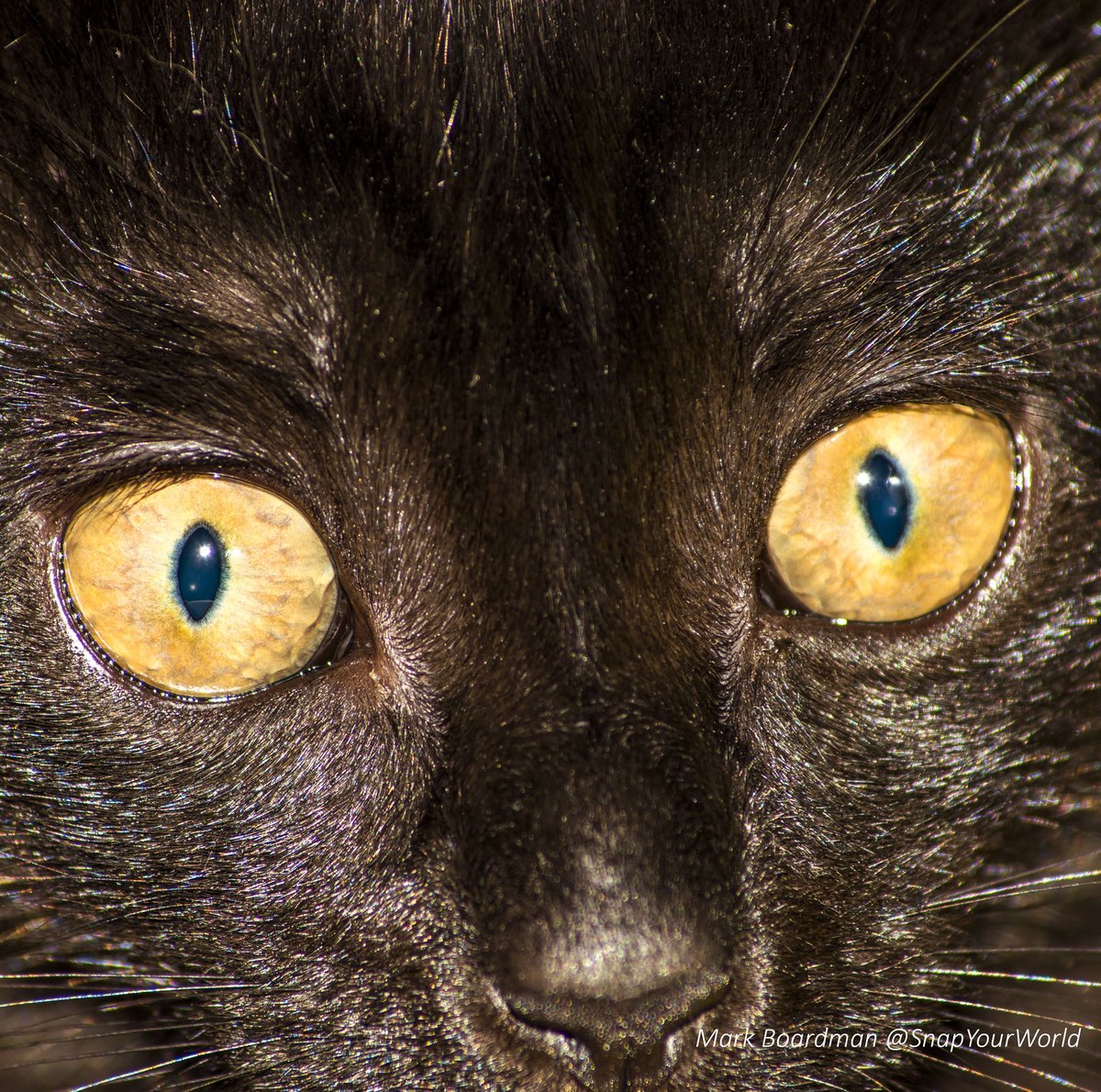 #ThePhotoHour tweet media