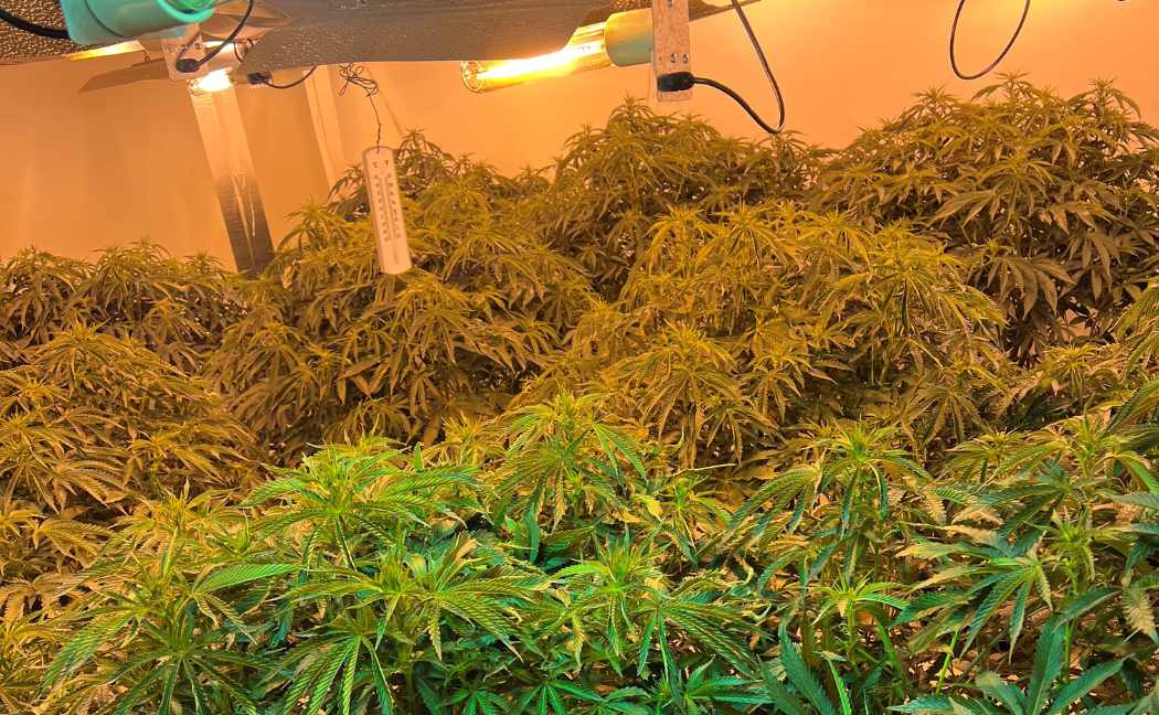 A raid of a cannabis factory has showcased the poor living conditions experienced by ‘growers’. We attended a house in Fraser Square, Carlton, after receiving reports it was being used as a base to grow cannabis. orlo.uk/DWLsZ