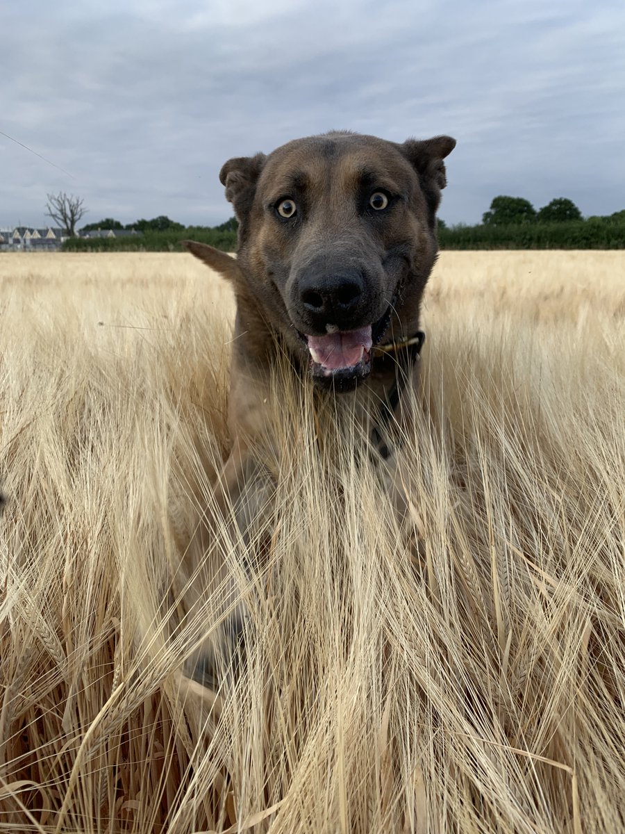 This week, good boy PD Luther and his handler were in @EPTendring assisting at a disturbance where it was reported a man was armed with a hammer, they located the man, and Luther helped to convince the man to put the hammer down. 1 man arrested on suspicion of various offences🐾