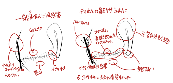 ティセまんこの突っ込んだ側からの具合
作者の僕が女の子がイキ散らす事を重視してるから特に言及ないだけで
そもそもよく描いてるこれがいわゆる「ミミズ千匹」系のやつだし
短小から巨人サイズまでちゃんと締めつけるし
アクメ腟内痙攣蠕動とか人外な動きしてるんで
すごいおまんこではありますよ 