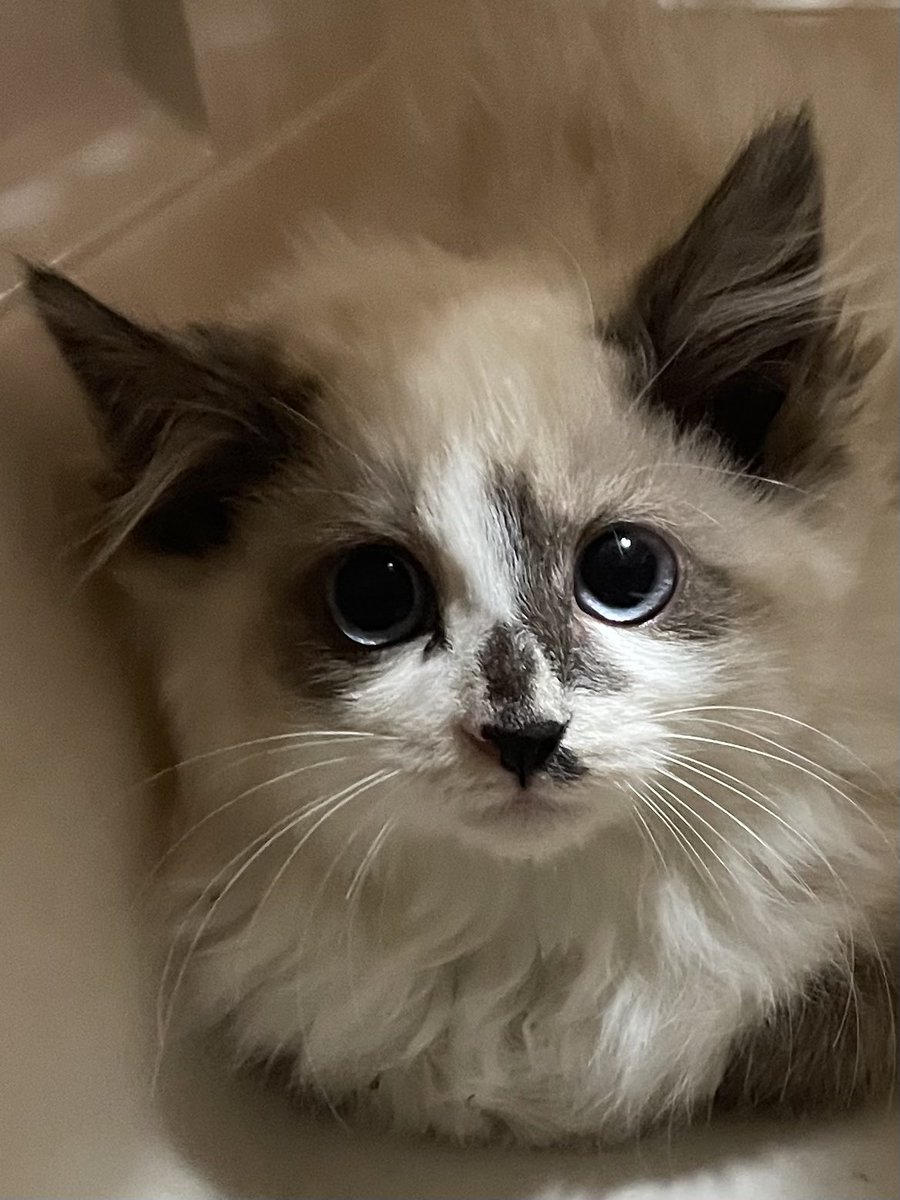 レオのお母さんが産んでくれたかわいい女の子。モカと名付けました😊