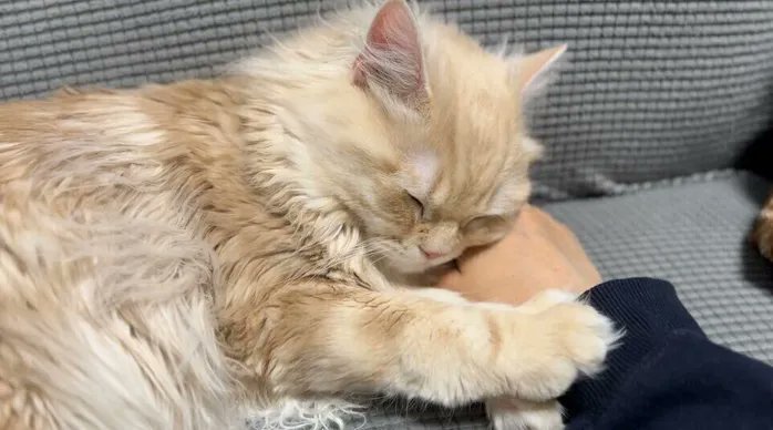 「飼い主さんの手にピタッとくっついて眠る猫 真冬に見られた行動に「幸せだから動きた」|ごる猫 Σ(っ=ΦωΦ)っのイラスト