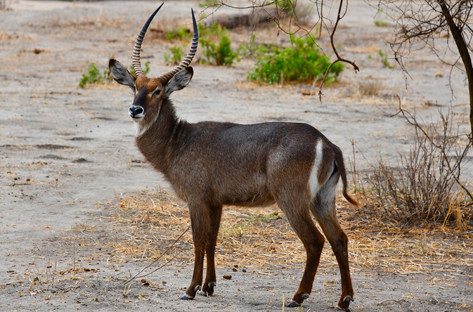 The #waterbuck is a large #antelope with #coarsehair and #mane on the neck, short legs, including a long body and neck. Its head and body length ranges from 177cm-235cm and shoulder height from 120-136cm. The males have #horns that carve forward and vary in length from 55-99cm.