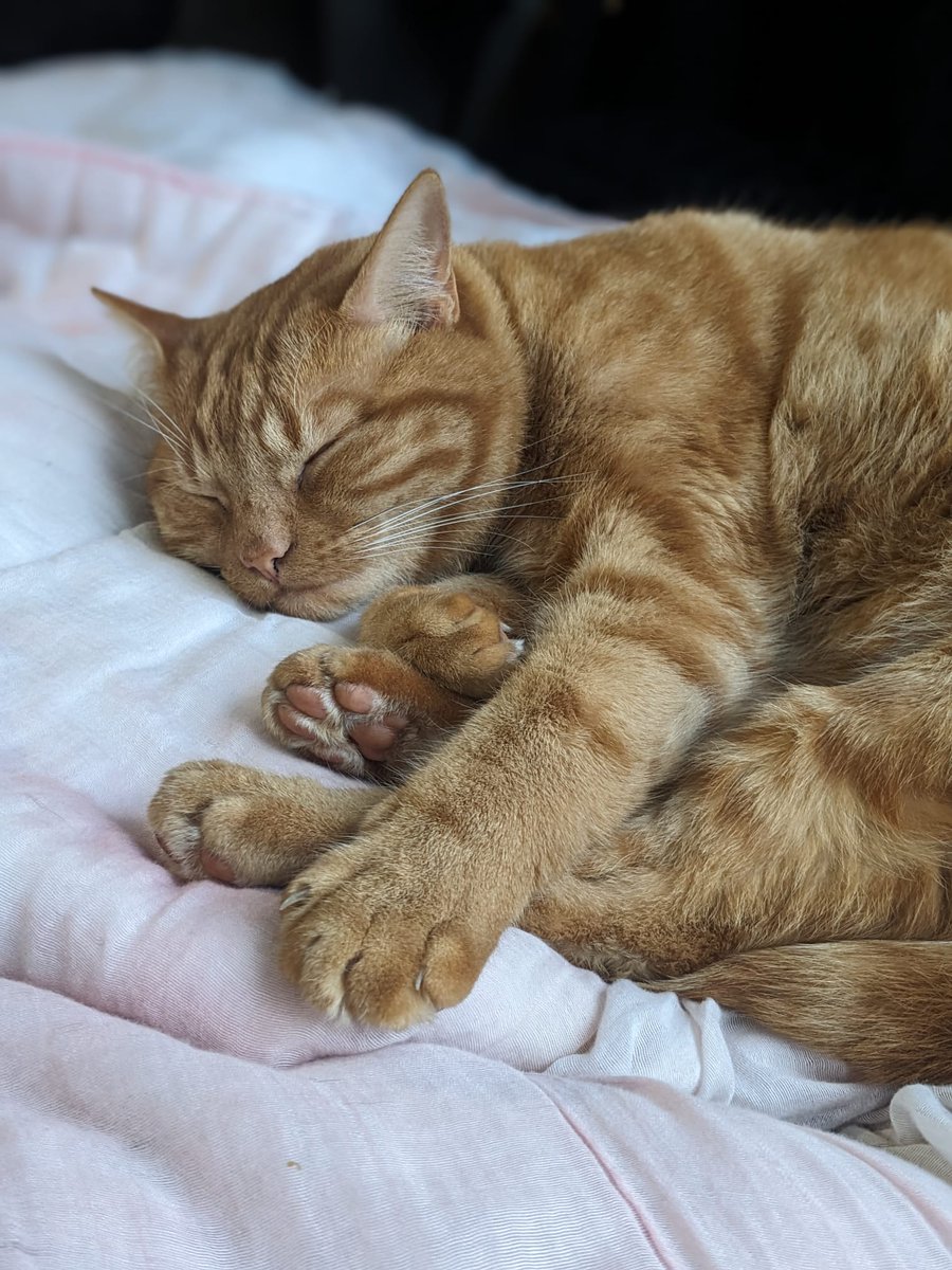 MadCookiesfr's tweet photo. Bonjour, mon chat s'est enfui dans la rue vendredi 1/12, quartier centre ville de Niort 😔
Raoul (même s'il ne connaît pas son nom) est très très câlin et un peu craintif.
Il porte un collier antipuce et est tatoué/pucé.
On s'inquiète pour lui si vous êtes dans le coin 🙏 https://t.co/w2JOTZGiBi