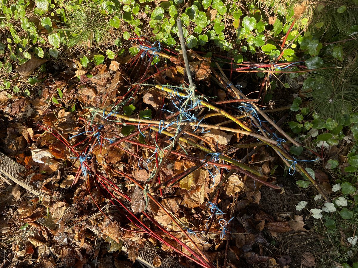 S1 and S3 Outdoor Learning groups <a href="/Grove_Academy/">Grove Academy</a> made a ‘hygge’ home for nature. #KSBEcoAdvent. This is a beetle home made of tied sticks filled with leaves. #nature #wildlife.  Scots may better understand a ‘coorie’ home.