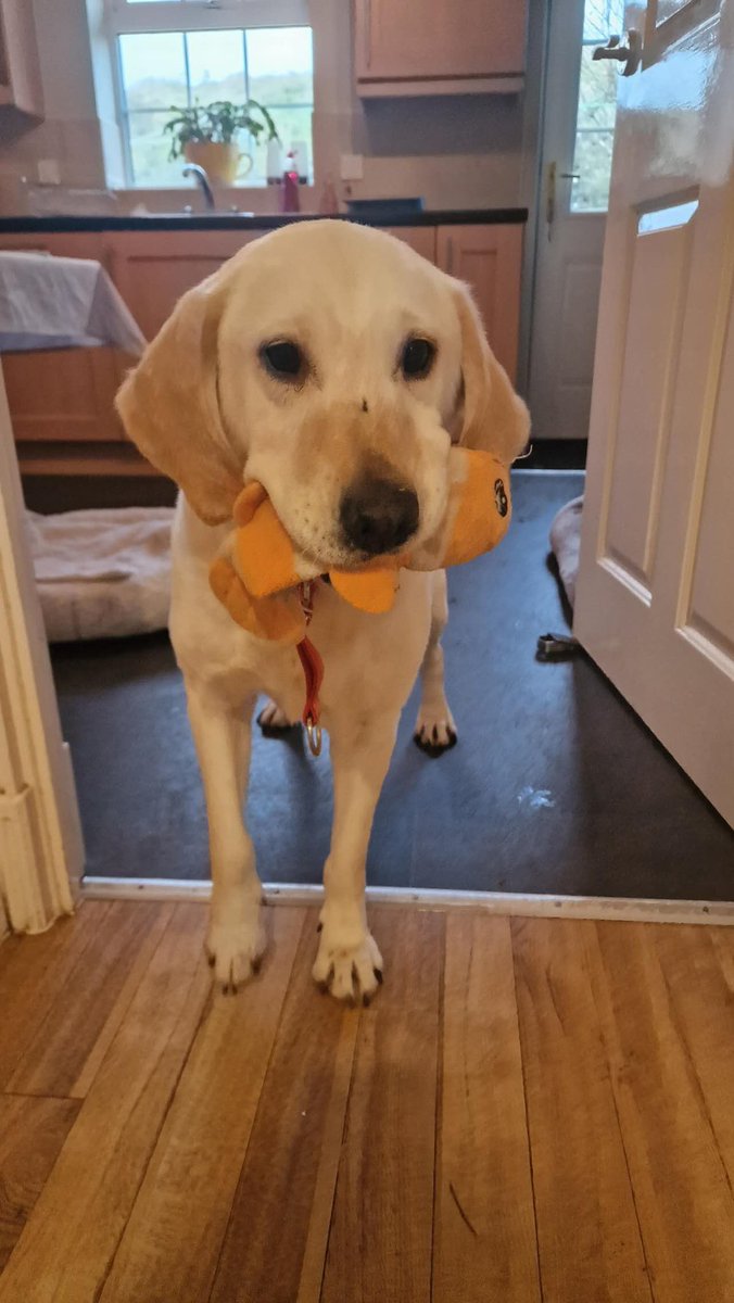 PawsofChina's tweet image. Safe and sound in the UK! 🐾 All four furry friends have made the journey from China to 🇬🇧 #SafeArrival #NewBeginnings @SCD_Rescue