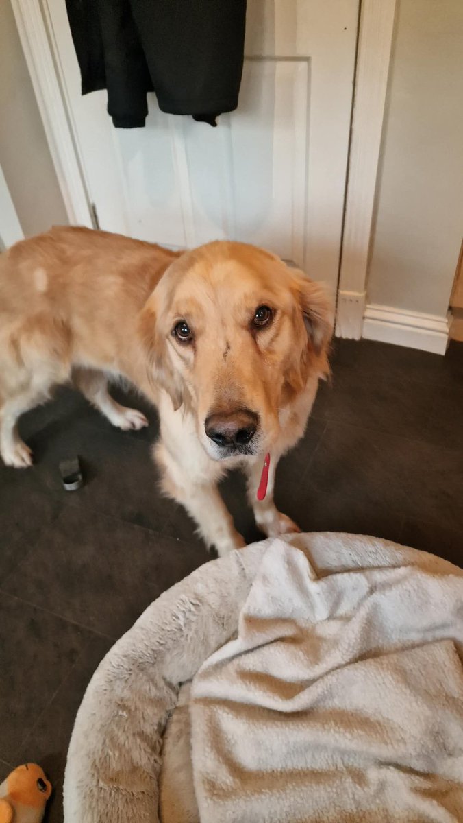 PawsofChina's tweet image. Safe and sound in the UK! 🐾 All four furry friends have made the journey from China to 🇬🇧 #SafeArrival #NewBeginnings @SCD_Rescue