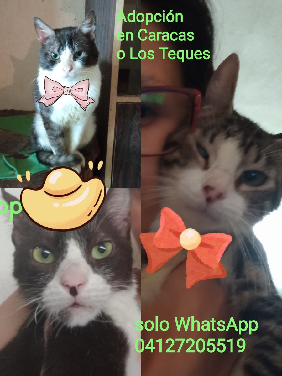 yelitzarg's tweet photo. Machitos en adopción en Caracas o Los Teques. Muy cariñosos y dóciles, comen de todo y usan su cajita. 04127205519 solo WhatsApp  por favor me ayudan a difundir? https://t.co/ssHoZXM4Y0