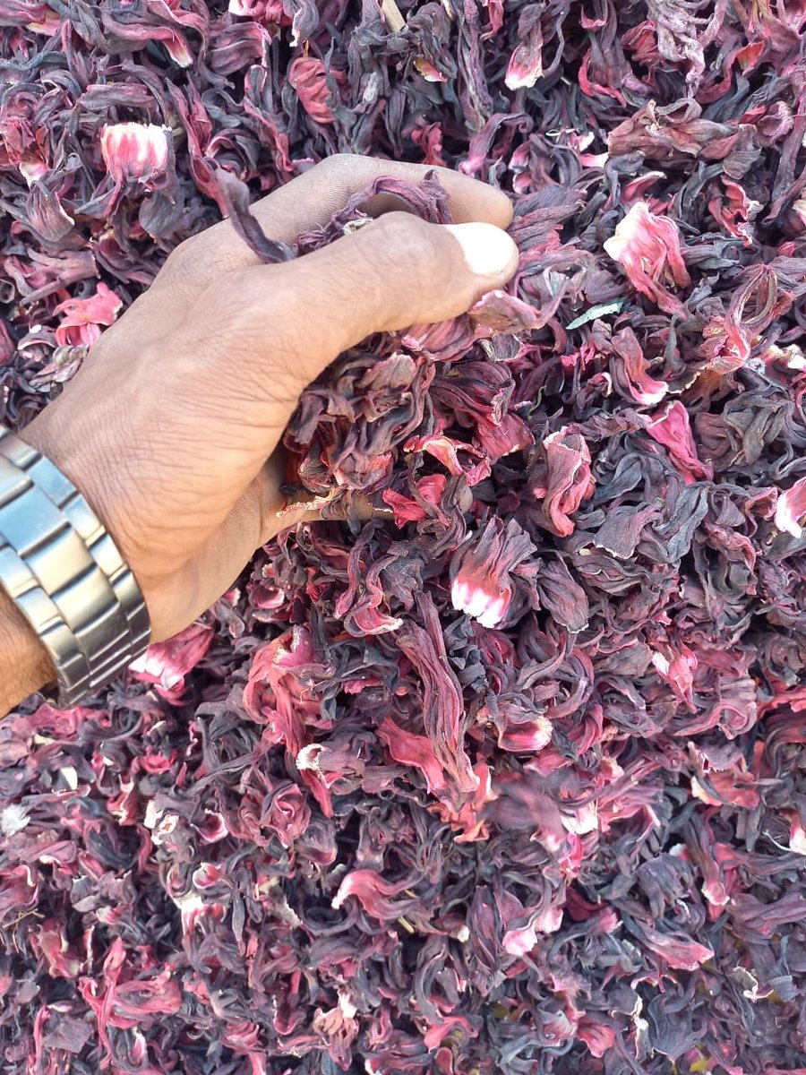 ZZExportCompany's tweet photo. Discover the richness of African Agro with ZZEXPORTS Agro Company! 
🌿 Your trusted source for premium exports like hibiscus, Soybeans, Sorghum, Ginger Experience products sourced sustainably and delivered 
globally. 
Email: info@zzexports.com
Call/Whatsapp: +234 7010510915 https://t.co/30fnUyeOek