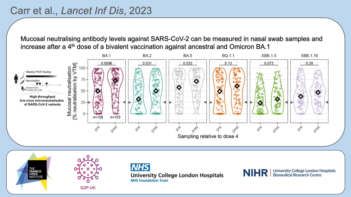 🦠Did you know that nasal swabs collected into viral transport media can be used to measure mucosal neutralising antibodies against live SARS-CoV-2 virus? 🚨New results from @theCrick and @UCLHresearch, out today @TheLancetInfDis ⏩ doi.org/10.1016/S1473-… Read on below: 🧵1/n