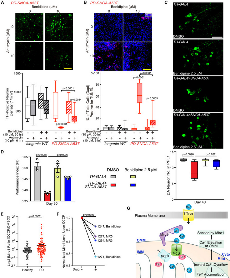 The Science of Parkinson's (@scienceofpd) on Twitter photo New research from <a href="/fuzzysynapse/">Vinita Bharat,PhD</a> <a href="/XinnanwangL/">Xinnan Wang Lab</a> et al reports in #Parkinsons ironā¬ļøcauses inward mitochondrial Ca2+ overflow which is subsequently sensed by Miro1; Miro1 blood test distinguishes PD patients vs controls; Miro1-based drug screen=Benidipine
cell.com/cell-reports/f⦠New research from <a href="/fuzzysynapse/">Vinita Bharat,PhD</a> <a href="/XinnanwangL/">Xinnan Wang Lab</a> et al reports in #Parkinsons ironā¬ļøcauses inward mitochondrial Ca2+ overflow which is subsequently sensed by Miro1; Miro1 blood test distinguishes PD patients vs controls; Miro1-based drug screen=Benidipine
cell.com/cell-reports/fā¦