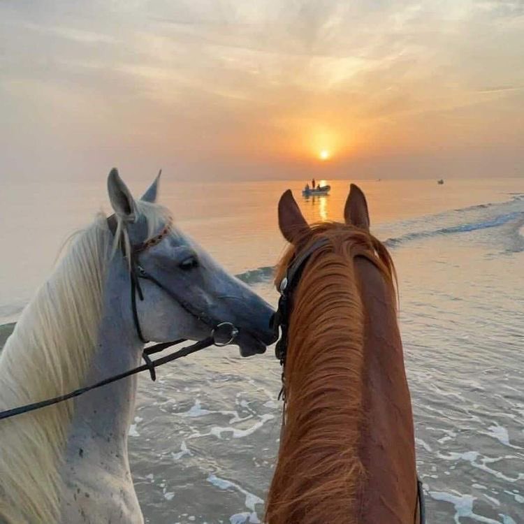 Al__Quraan's tweet photo. “There Is Always Goodness In Horse”
 -Prophet Muhammad ﷺ

-Sahih Al Bukhari 3645 https://t.co/trmy5cibcG