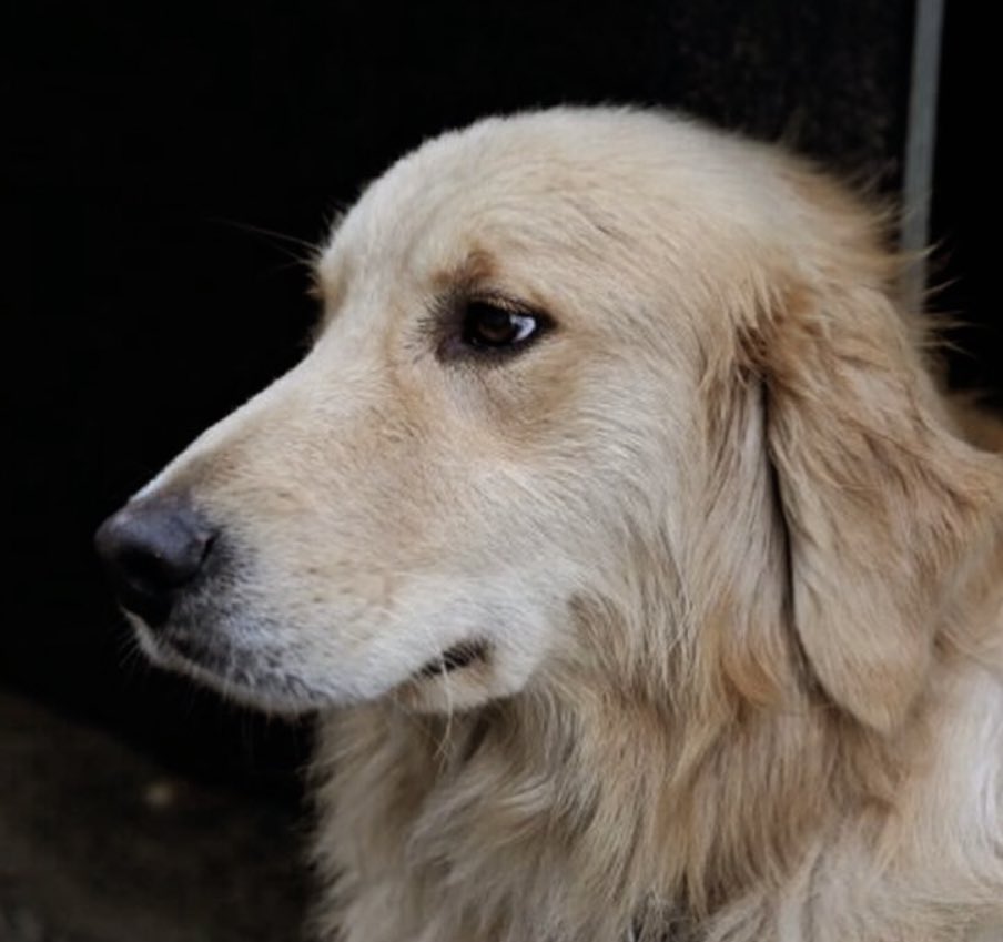 전남 무안군 어느 바닷가에는 
골든 리트리버 바위가 있습니다. ^^