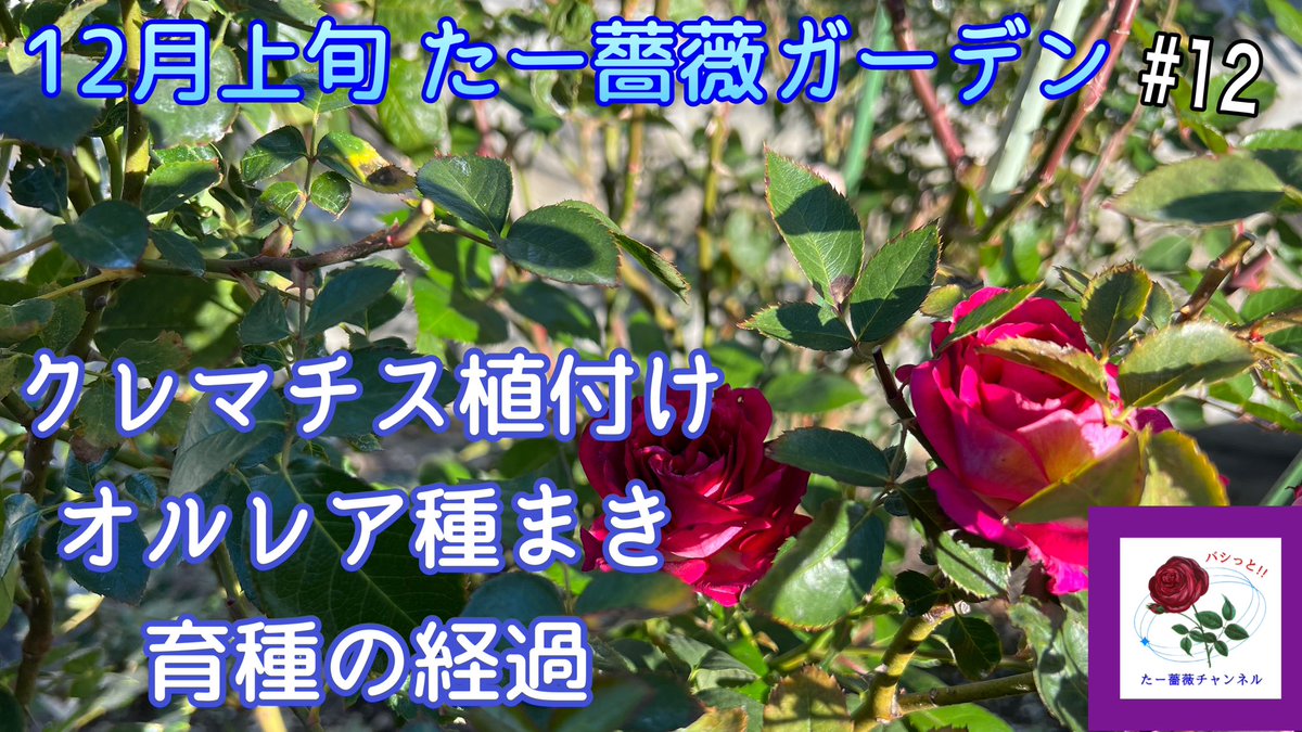 ta_bara_chan's tweet photo. #12 12月上旬【たー薔薇ガーデン】秋バラ終了💦クレマチス植付け🌸オルレア種まき🌸育種の様子🌹 https://t.co/xxLPuHU5gW @YouTubeより https://t.co/DdzE04Aq9J