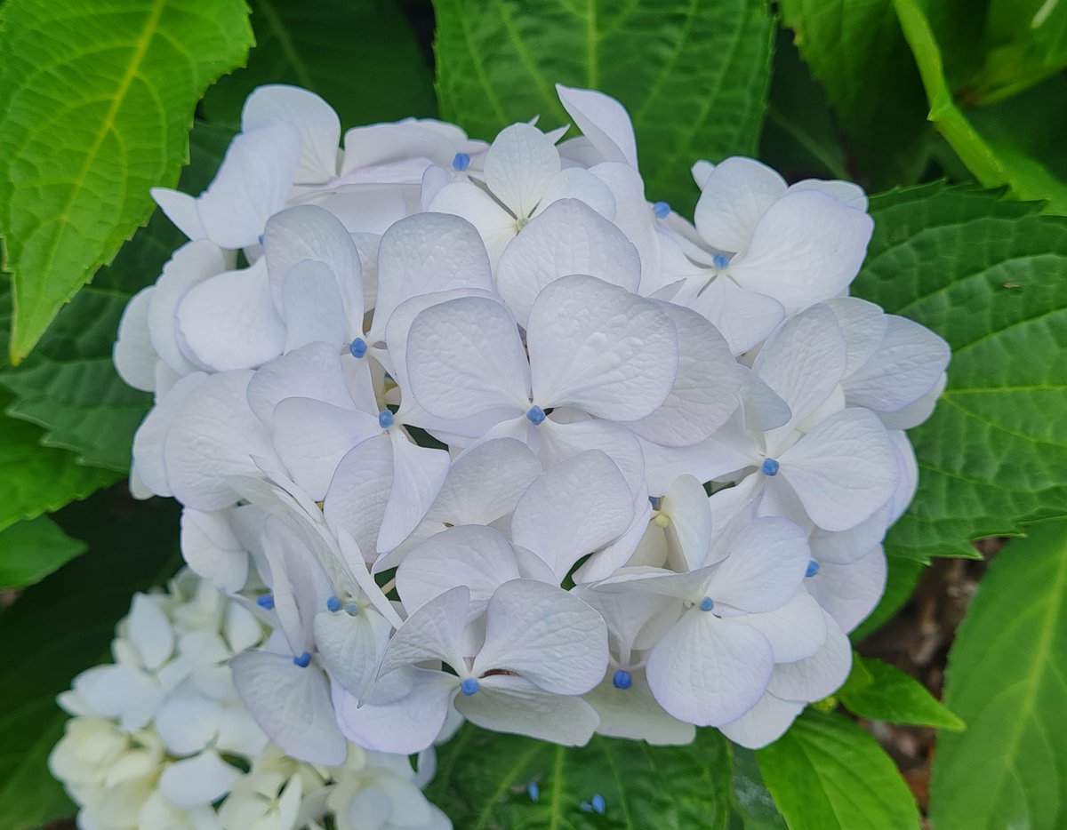 StuartWilliams_'s tweet photo. Hydrangea macrophylla
#Hydrangea #Hydrangeaceae https://t.co/oDnrvDhe8x